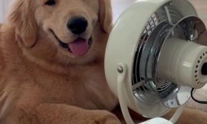Golden Retriever Pup and His Biggest Fan