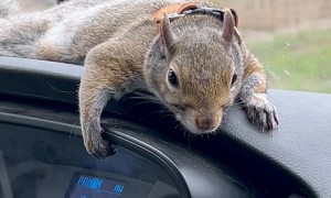 Pet Squirrel Just Hanging on for the Ride