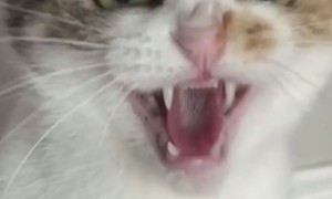 Teaching My Cat the Basics of Hissing