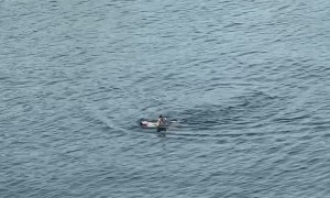 Rescuing a Bird That Was Drowning