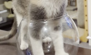 Kitten Breaks a Glass Bowl