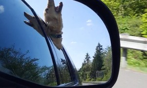 Golden Retriever Puppy Eats the Air