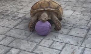 Tortoise Speed Racer