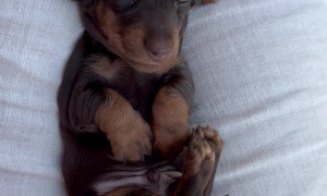 Baby Dachshund Has Velvety Bunny Ears