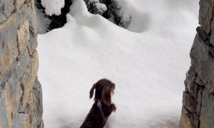 Mini Dachshund Pup Jumps Into Fresh Snow