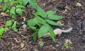 The Elusive Albino Chipmunk