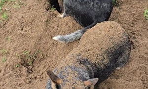 Cattle Dog Buried By Her Sister