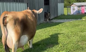 Family Milk Cow Ready for Duty