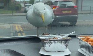 Seagull Sees Food and Pecks Windshield
