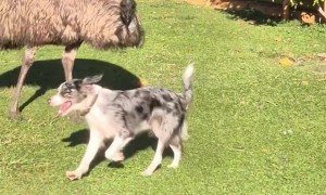 Border Collie Plays With Emu