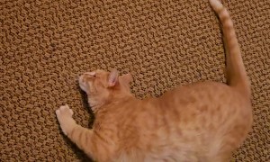 Orange Cat Crawls Sideways in Circles