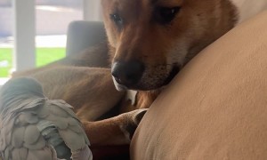 Rocket Protecting His Napping Peace