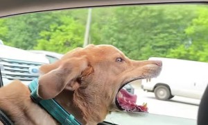 Nothing Like the Feeling of Wind Between Your Teeth