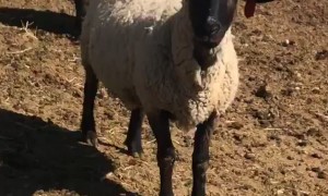 Lied on His Resume and Still Got the Job