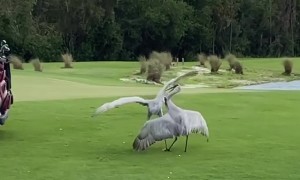 Sandhill Cranes Go at It on the Golf Course