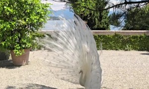White Peacock Shows Off Tail