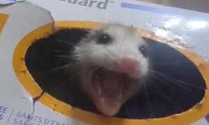 Baby Opossum Hiding in a Box of Gloves