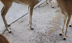 Neighborhood Deer Waiting To Be Fed Corn Feed