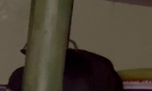 Hawaiian Cane Spider Silently Creeps Through Bedroom