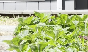 Mischievous Dachshund Stealing Snacks in the Garden