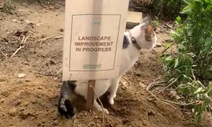 Cat Carries Out Landscape Improvement