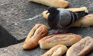 Lone Pigeon Hoards Bread Loaf Lotto