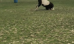 Quick Roll Followed by Jet Boosting Farts