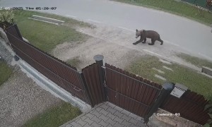 Bear Climbs Over Fence