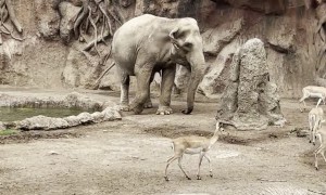 Elephant Rescues Drowning Gazelle