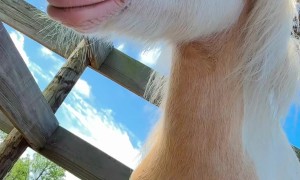 Petting a Sleepy Pony