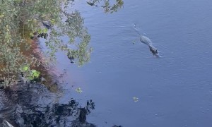 Calling All Crocodiles