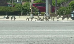 Giant Family of Geese Cross the Road