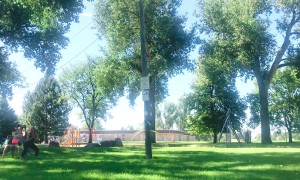 Maybe the Fastest Bear Crawl Ever