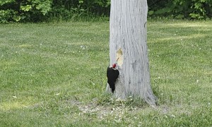 Excuse Me! Don't You See? I Am a Busy Woodpecker
