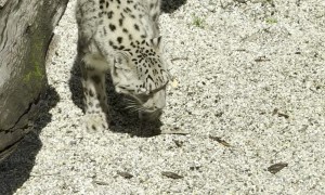 Snow Leopard Pulls Off an Incredible Backflip