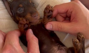 Cuteness Overload With a Dachshund