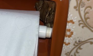 Must Pay the Frog Toll to Use the TP Roll