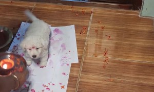 Welcoming Home a New Family Member