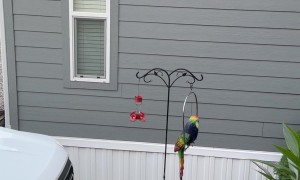 Big Hummingbirds Out Here
