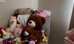 Cats Blend in With Stuffed Animals