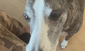 Dog Gently Eats Peas