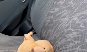 Puppy Takes Front Seat