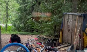 Black Bear Takes Red Suitcase