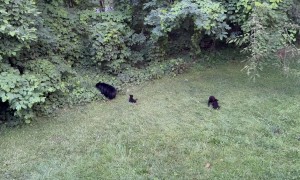 Mama Bear With Her Babies