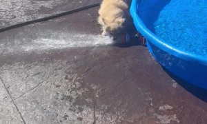 Fearless Beowulf Turns on Water Spray
