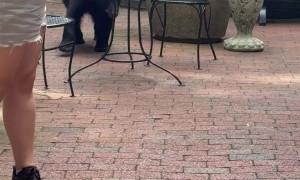 Gatlinburg Black Bear Takes Corn Dog