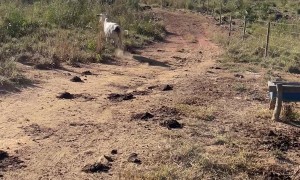 Rural Health Agent Charged by Nelore Cow