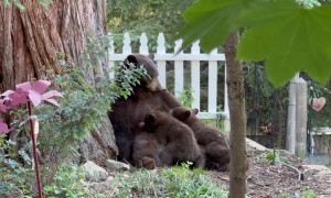 Baby Bear Cubs Nurse From Their Mother