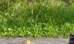 Jaguar Jumps From Tree Onto Swimming Alligator