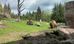 Bear Get's Aggressive at the Zoo